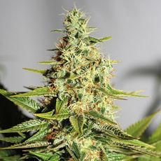 Acapulco Gold feminised ― GrowSeeds