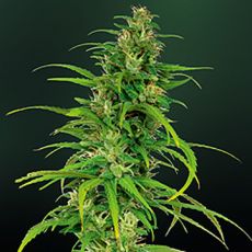Auto Little Cheese fem ― GrowSeeds