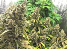 Bruce Banner usa fast feminised (5-1000 seeds)  ― GrowSeeds
