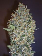 Cheese Berry feminised (5-1000 seeds) ― GrowSeeds