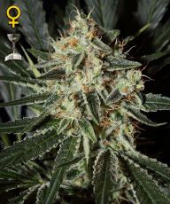 Cheese feminised  ― GrowSeeds