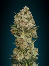 Critical feminised ― GrowSeeds