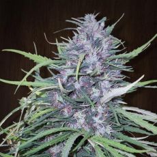 Golden Tiger feminised ― GrowSeeds