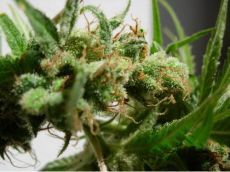 Guawi feminised ― GrowSeeds