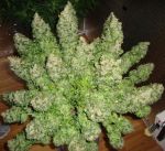 Heroin Medical auto (100 seeds)