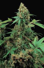Moby Dick feminised (5-1000 seeds) ― GrowSeeds
