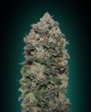 Northern Lights feminised ― GrowSeeds