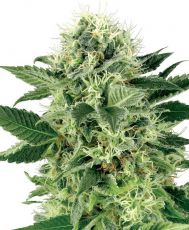 Northern Lights fast feminised (5-1000 seeds) ― GrowSeeds