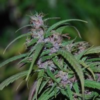 Purple Haze regular ― GrowSeeds