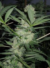 Auto Bubba Cheese fem (5-1000 seeds) ― GrowSeeds