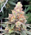Sour Tangie usa feminised (5-1000 seeds)