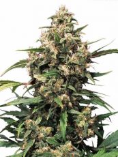 Strawberry Cough feminised (5-1000 seeds) ― GrowSeeds