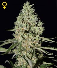 Super Critical feminised ― GrowSeeds