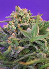 Sweet Cheese Fast feminised ― GrowSeeds