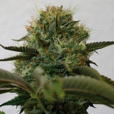 Top Dawg feminised ― GrowSeeds