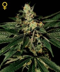 Train Wreck feminised ― GrowSeeds